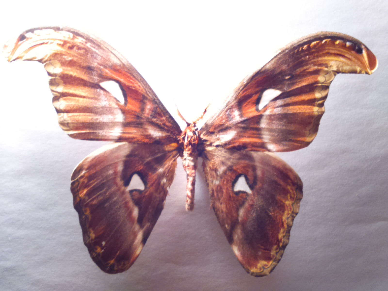 Attacus atlas (aberration) 3 (Internet Image property of respective owner, non-commercial use only)